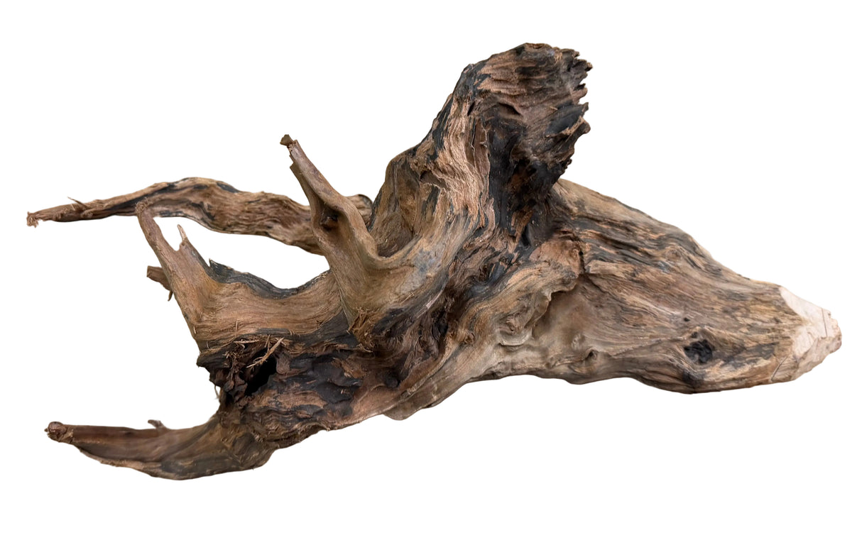 Malaysian Sinking Driftwood