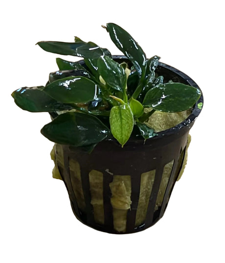Anubias barteri var. nana " Pantgolino" - Potted 
