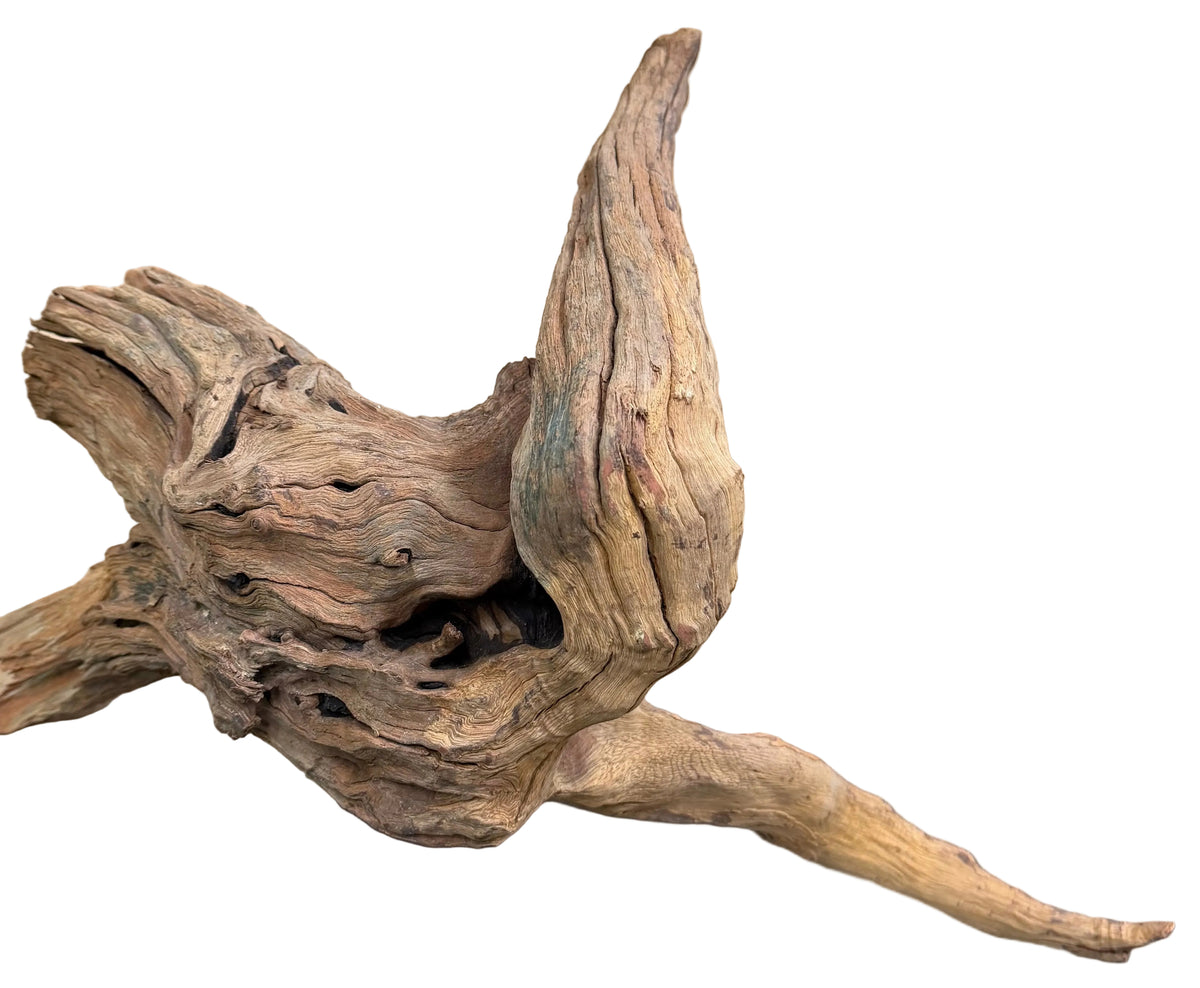 Malaysian Mangrove Wood