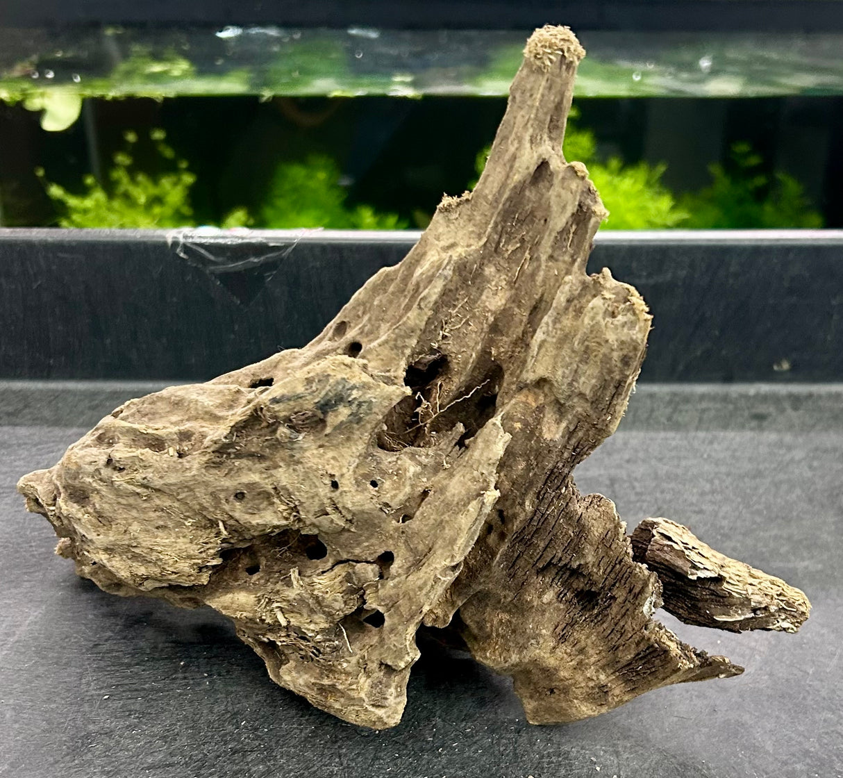 W.Y.S.I.W.Y.G.- 202 - Texture / Shrimp Driftwood