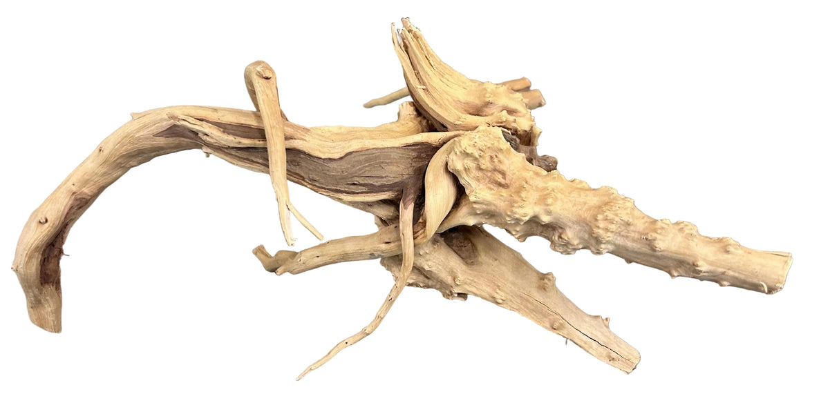  Piece of Spiderwood