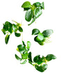 Anubias barteri var. nana ‘Petite’  