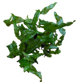 Java Fern (Microsorum pteropus) on Wood