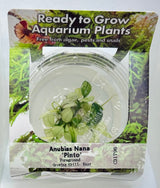 Anubias nana pinto Tissue Culture - C31796 | Tissue Cultures | Largest Tropical Fish Selection at Your Local Fish Store