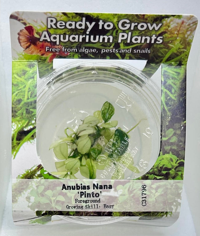 Anubias nana pinto Tissue Culture - C31796 | Tissue Cultures | Largest Tropical Fish Selection at Your Local Fish Store