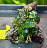 Bucephalandra brownie ghost ulu kapu on small driftwood - DW1677