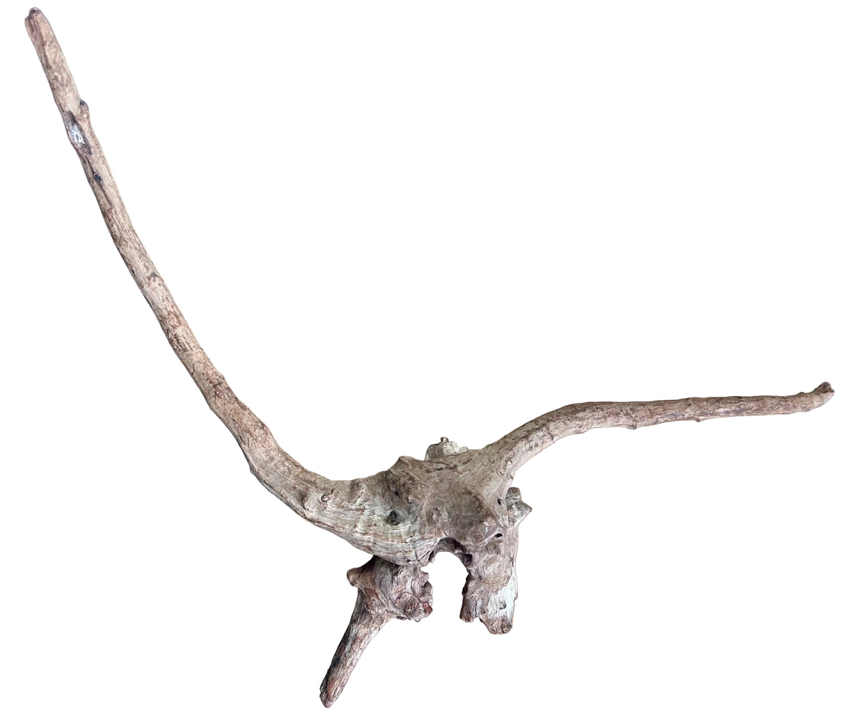 Malaysian Mangrove Sinking Driftwood