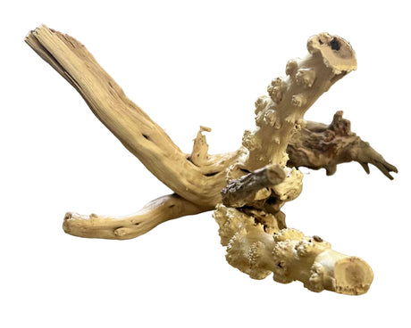 Piece of Spiderwood
