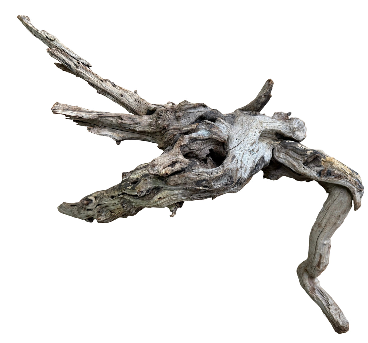 Malaysian Sinking Driftwood