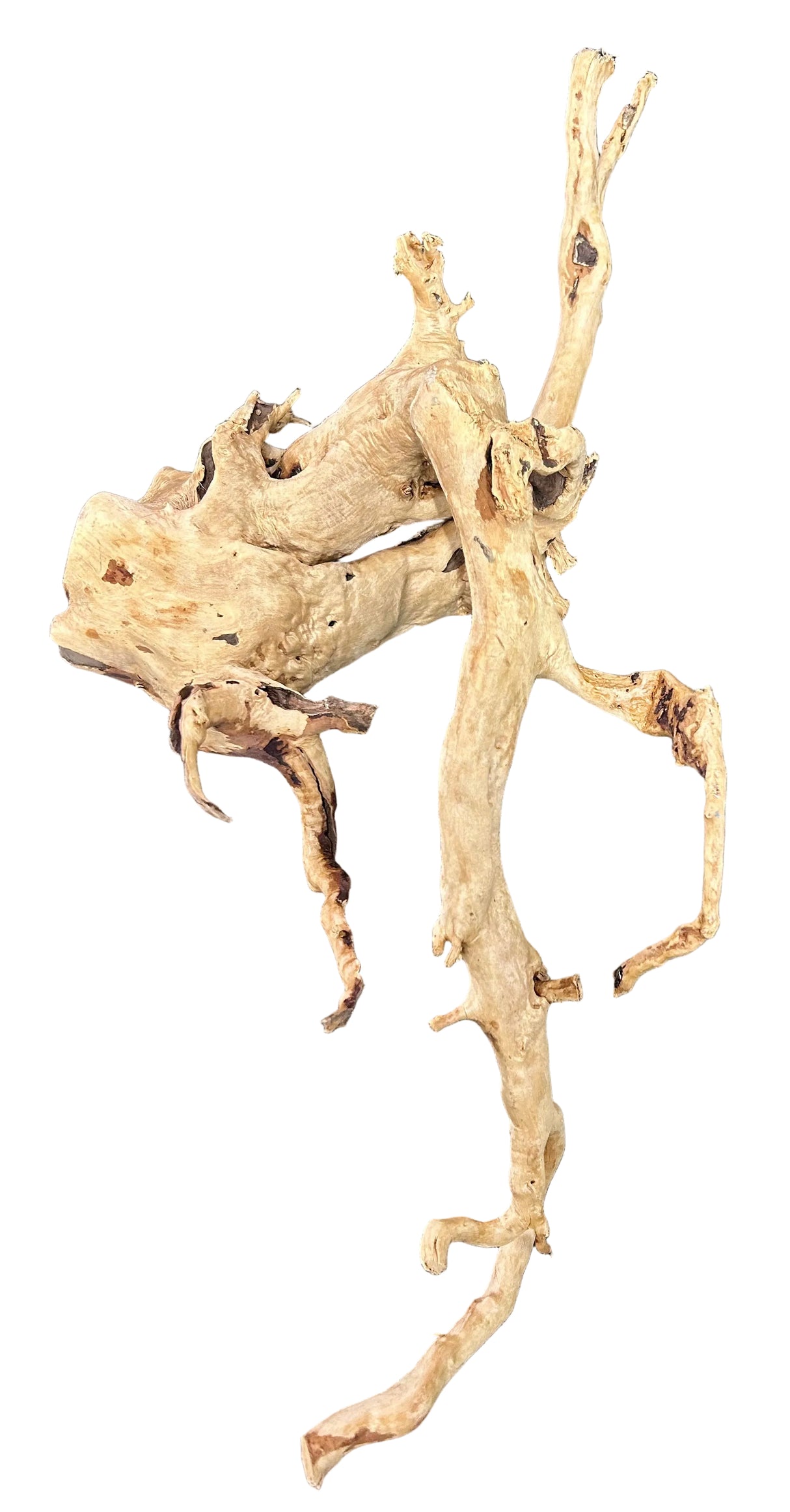  Large Piece of Spiderwood
