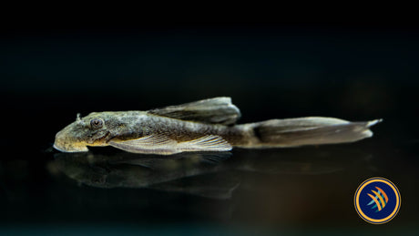 Green Dragon Long-Fin Ancistrus Pleco (1.25"-1.5") (PlecoCeramics)