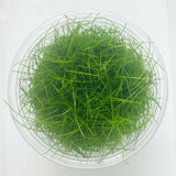 Eleocharis parvula (Hairgrass) Tissue Culture 