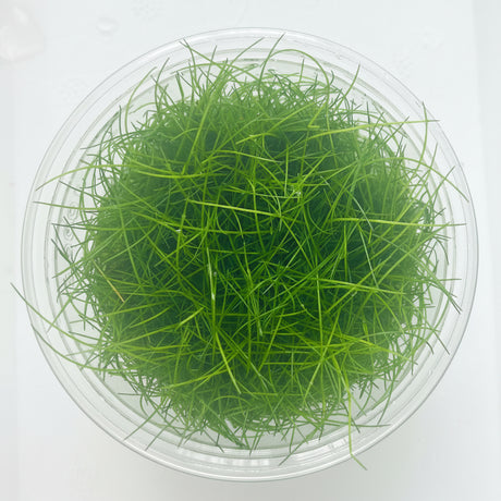 Eleocharis parvula (Hairgrass) Tissue Culture 