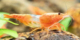 Orange Volcano Rili Shrimp (Neocaridina davidi)