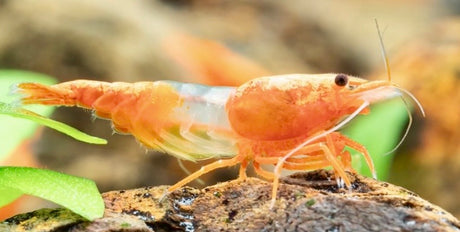 Orange Volcano Rili Shrimp (Neocaridina davidi)