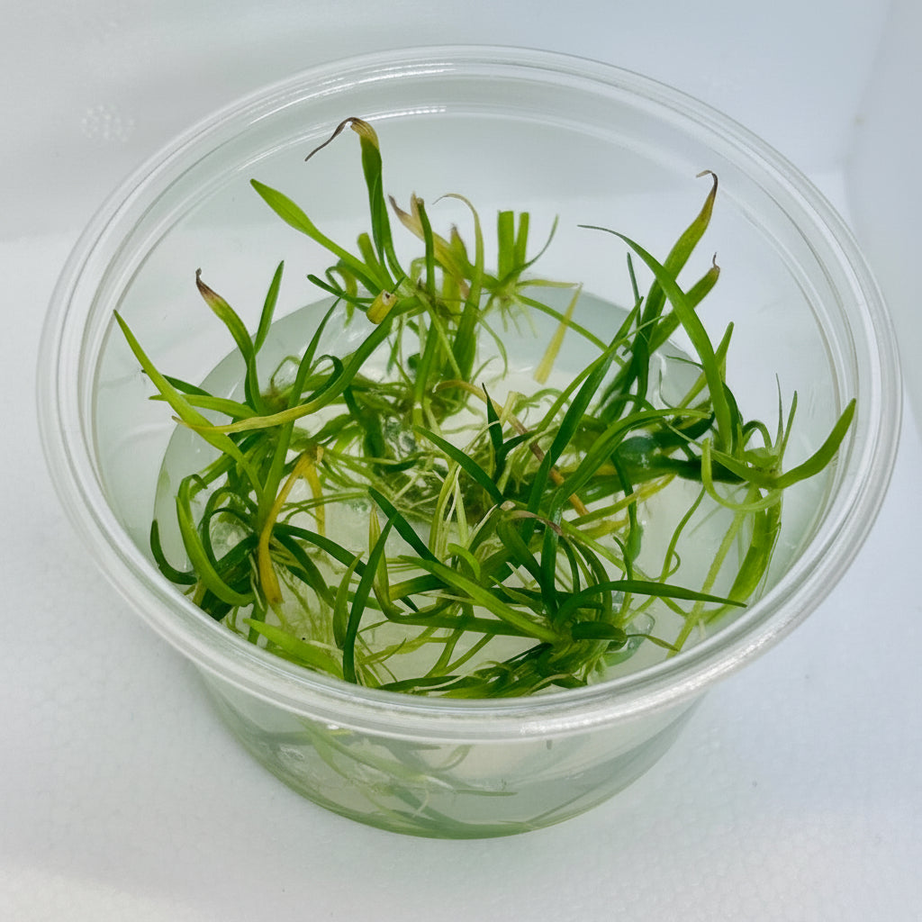 Helanthium tenellus Tissue Culture