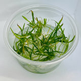 Helanthium tenellus Tissue Culture