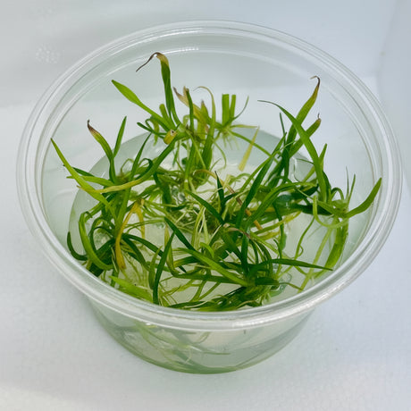 Helanthium tenellus Tissue Culture
