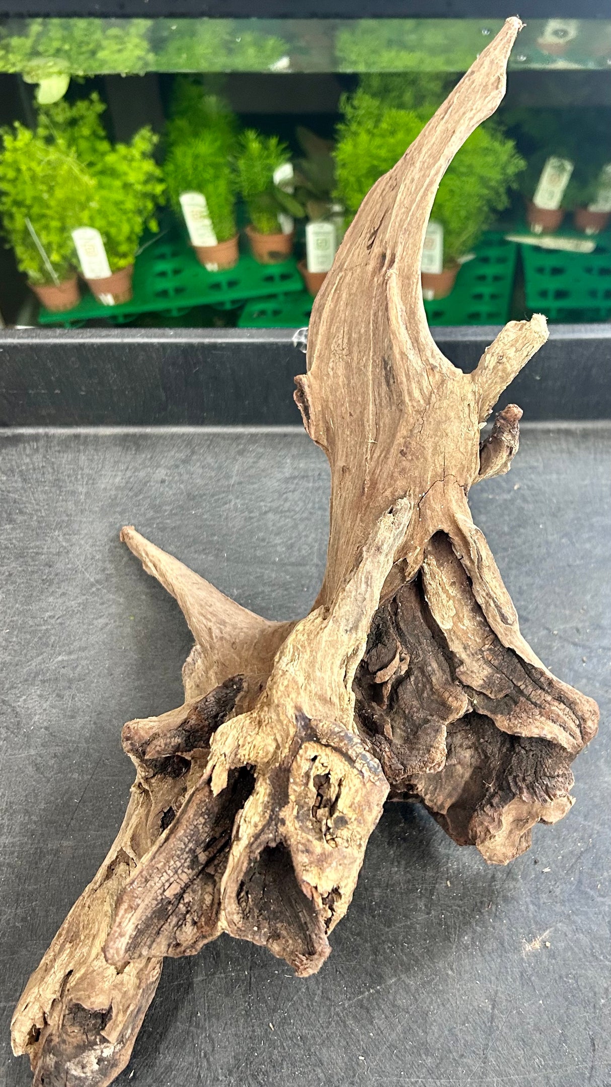 W.Y.S.I.W.Y.G.- 405 - Malaysian Mangrove Wood