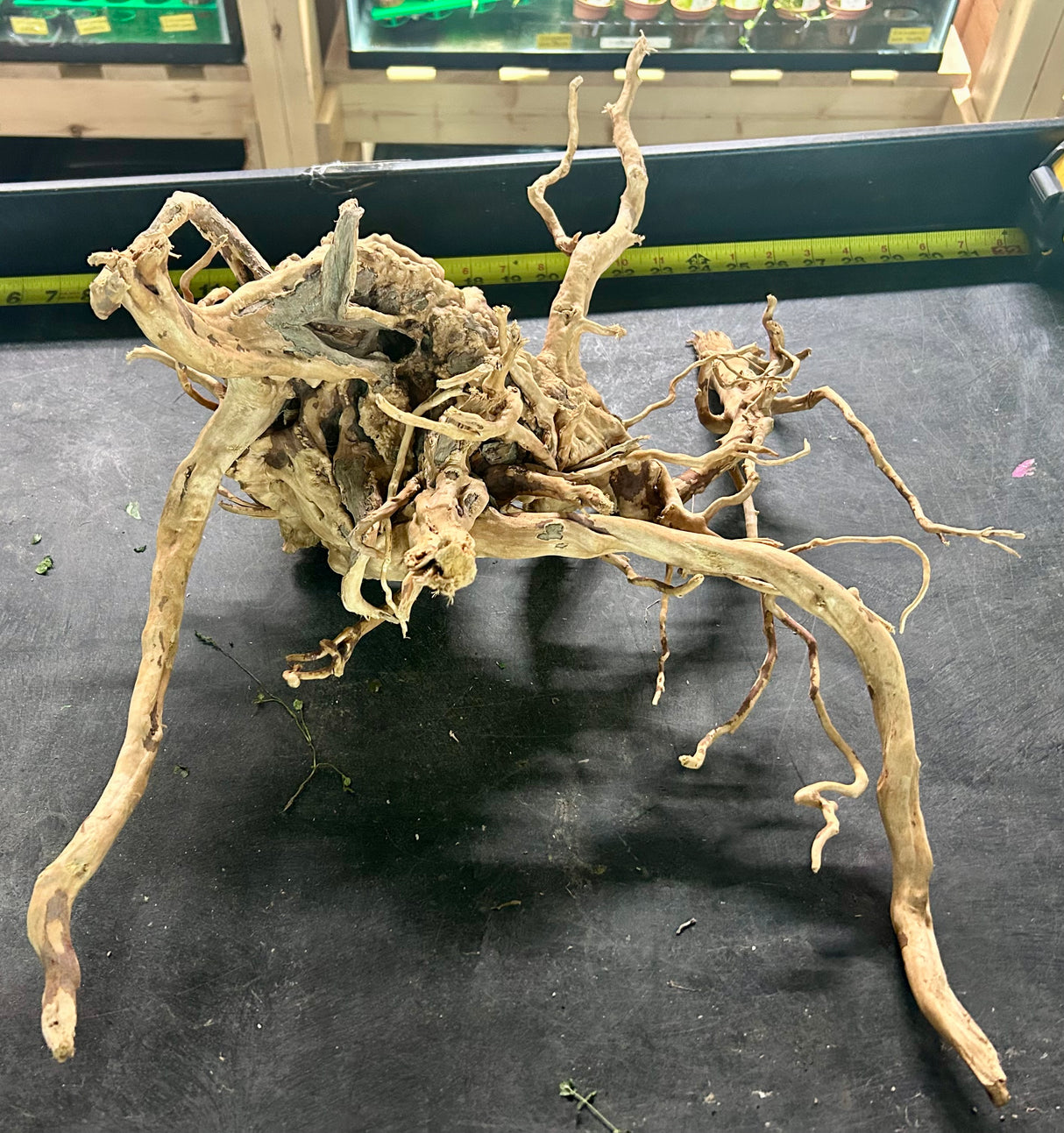 W.Y.S.I.W.Y.G.- 604 -  Large Piece of Spiderwood