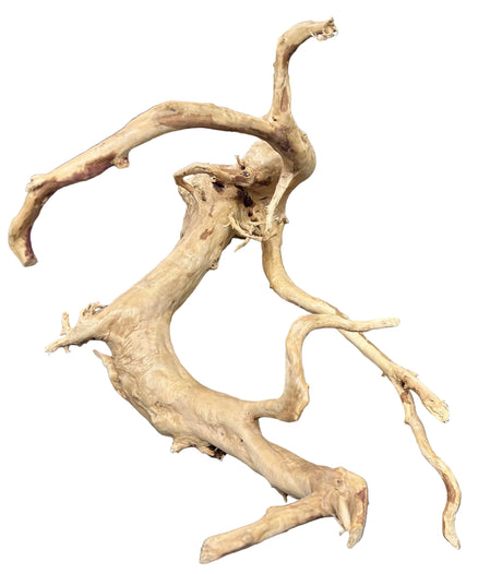 Spiderwood