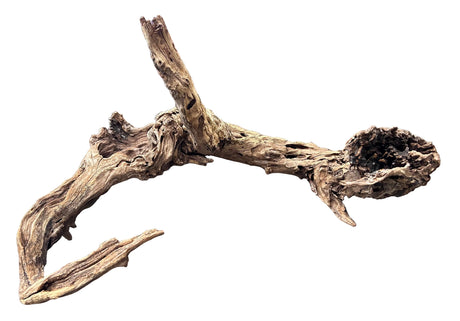 Malaysian Mangrove Wood