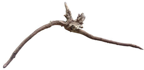 Malaysian Mangrove Sinking Driftwood