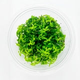 Rotala rotundifolia 'Green' Tissue Culture 