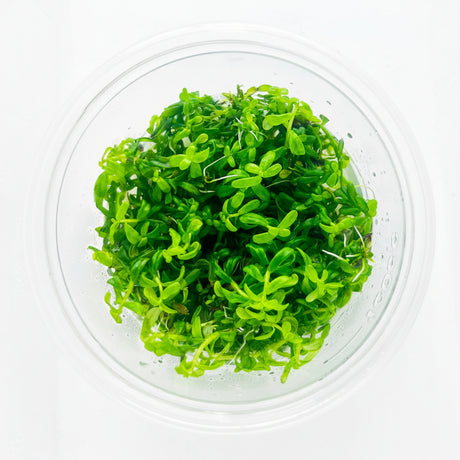 Rotala rotundifolia 'Green' Tissue Culture 