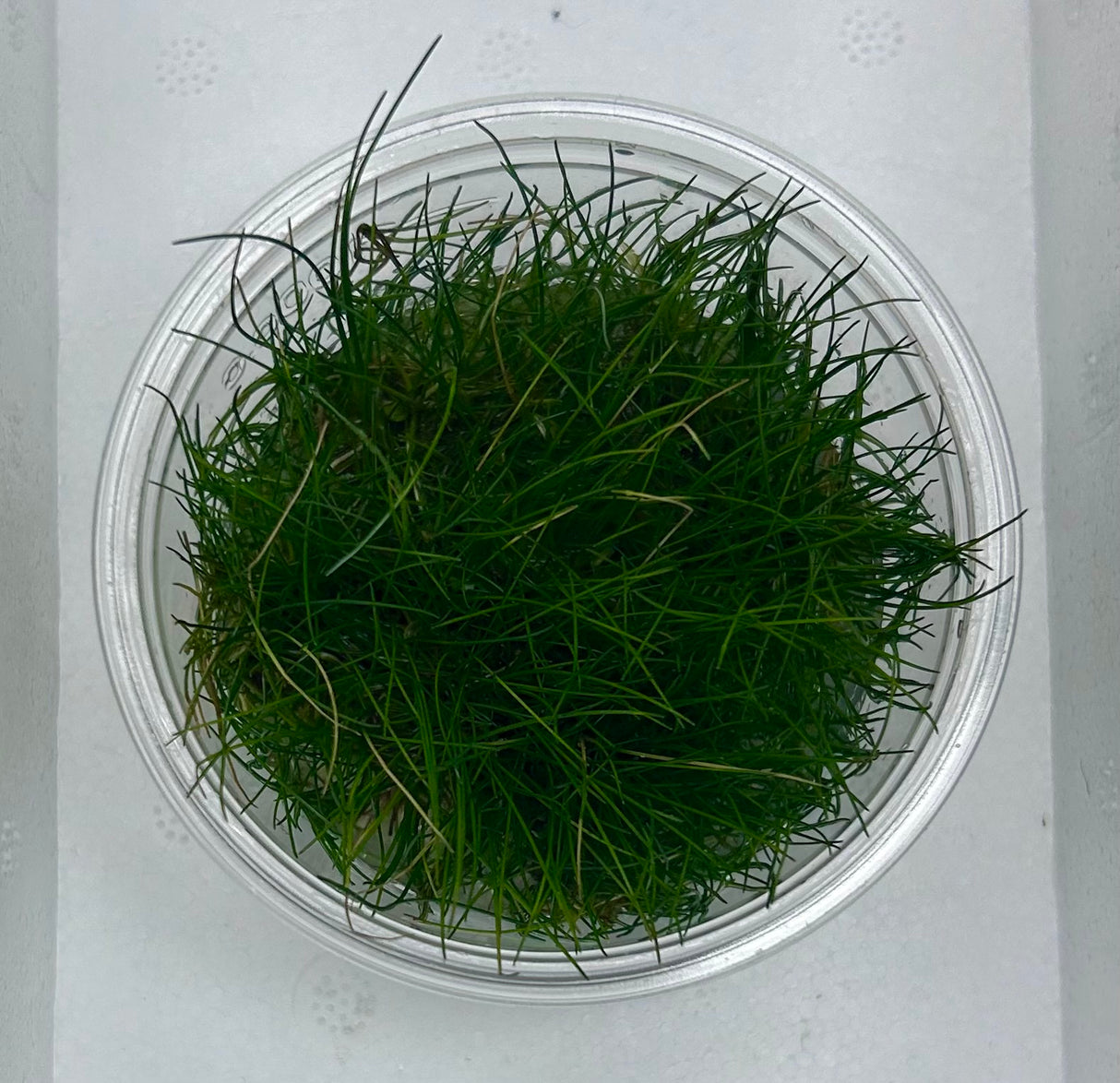 Eleocharis acicularis Tissue Culture - C31326 | Tissue Cultures | Largest Tropical Fish Selection at Your Local Fish Store