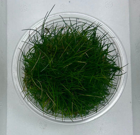 Eleocharis acicularis Tissue Culture - C31326 | Tissue Cultures | Largest Tropical Fish Selection at Your Local Fish Store