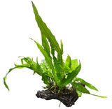  Java Fern - Microsorum pteropus Driftwood
