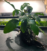 Anubias barteri var. nana on +20cm wood - DW0021