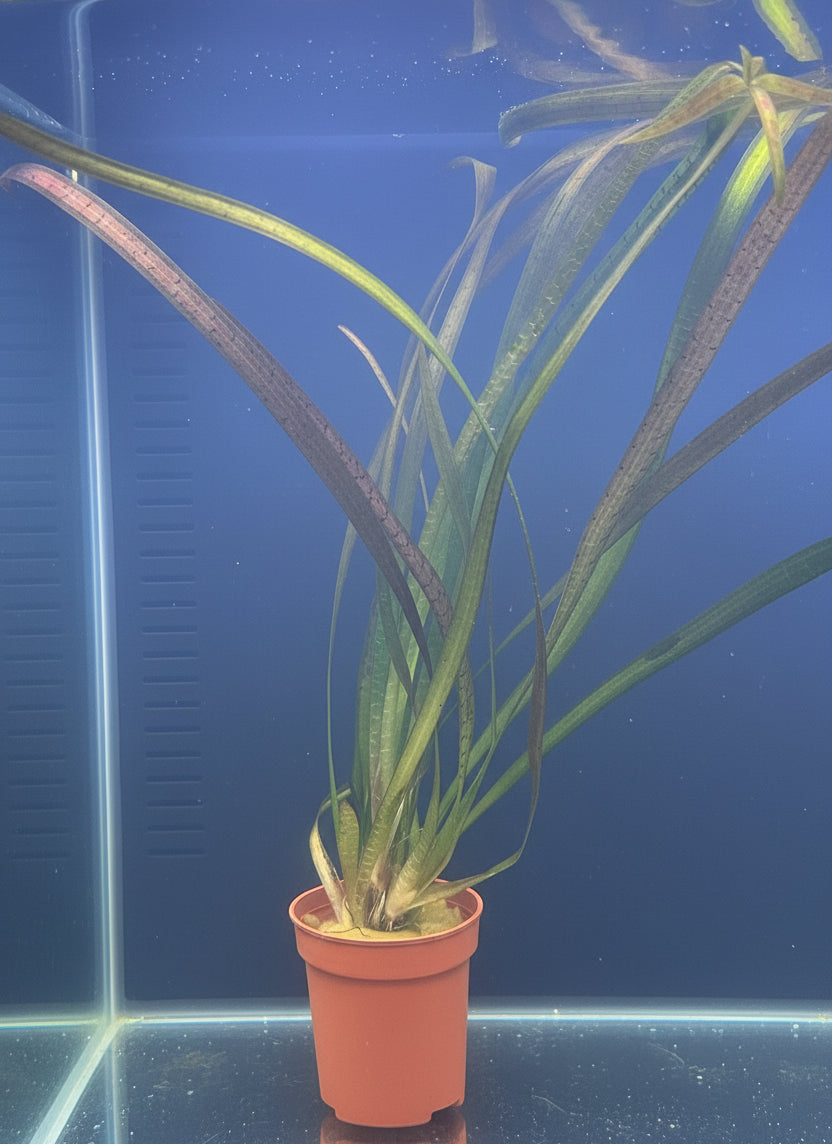 Vallisneria spiralis 'Leopard' 