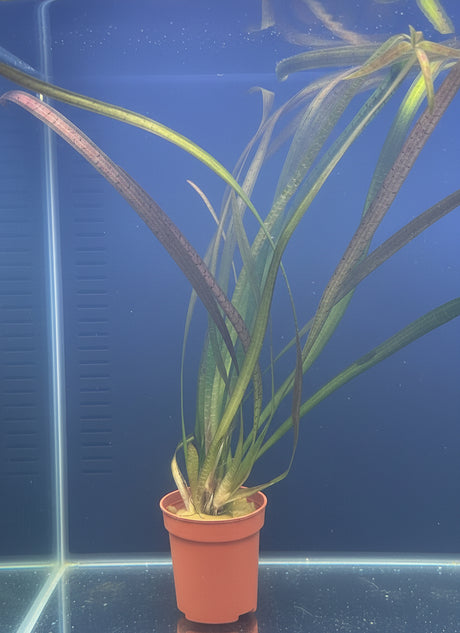 Vallisneria spiralis 'Leopard' Bare Root - WL538 | Potted Plants | Largest Tropical Fish Selection at Your Local Fish Store