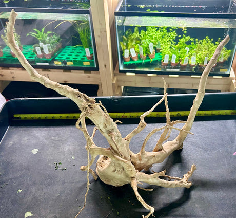 W.Y.S.I.W.Y.G.- 600 -  Large Piece of Spiderwood