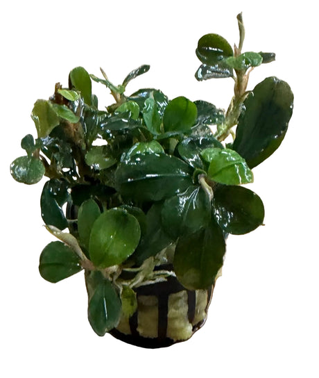 Bucephalandra Malawi 