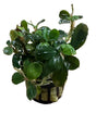Bucephalandra Malawi 