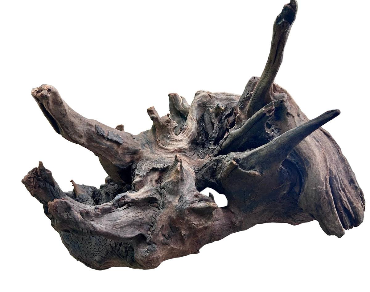  Malaysian Mangrove Sinking Driftwood