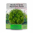 Rotala rotundifolia Tissue Culture - C3643 | Tissue Cultures | Largest Tropical Fish Selection at Your Local Fish Store