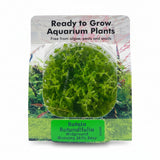Rotala rotundifolia Tissue Culture - C3643 | Tissue Cultures | Largest Tropical Fish Selection at Your Local Fish Store
