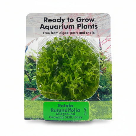 Rotala rotundifolia Tissue Culture - C3643 | Tissue Cultures | Largest Tropical Fish Selection at Your Local Fish Store