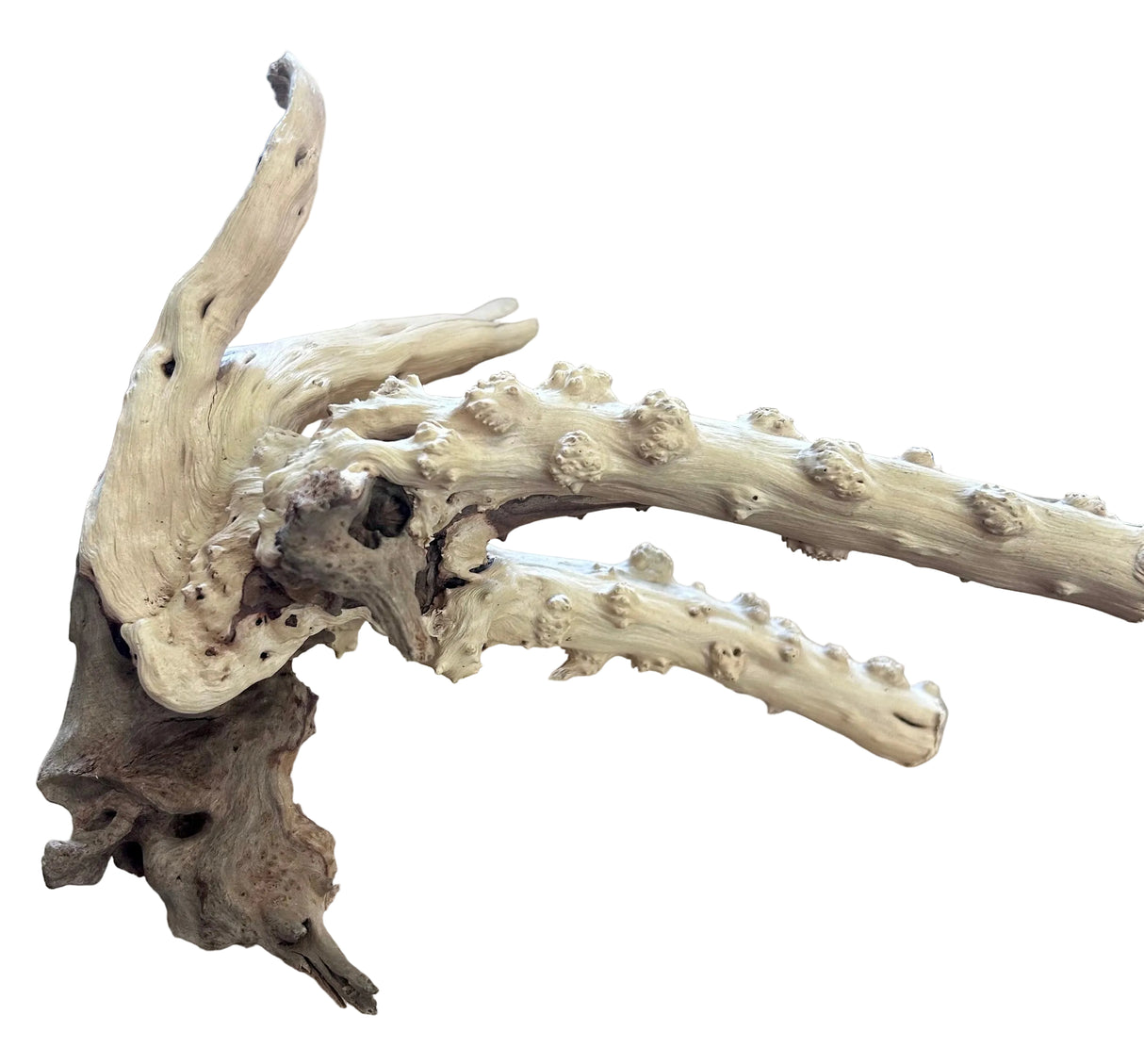 Piece of Spiderwood