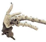 Piece of Spiderwood