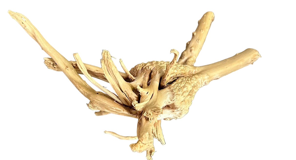 W.Y.S.I.W.Y.G.- 609 - Piece of Spiderwood | Substrates & Hardscape | Largest Tropical Fish Selection at Your Local Fish Store