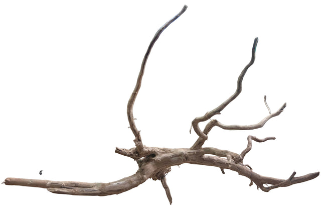  Piece of Red Moor Spiderwood