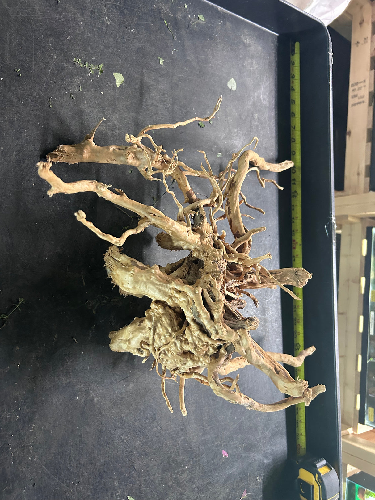 W.Y.S.I.W.Y.G.- 604 -  Large Piece of Spiderwood