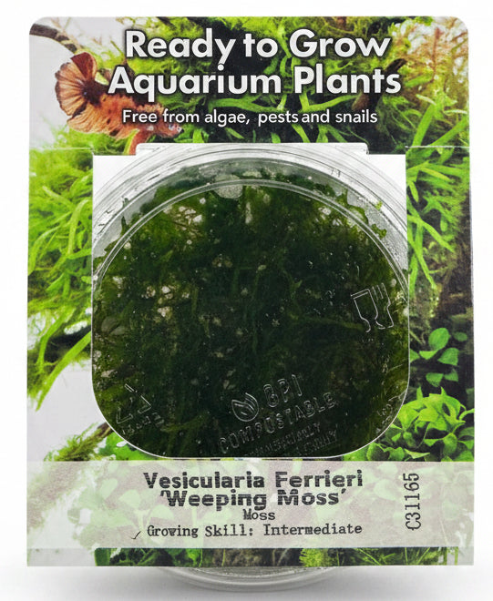 Vesicularia ferriei 'Weeping moss' Tissue Culture 