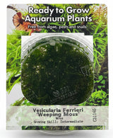 Vesicularia ferriei 'Weeping moss' Tissue Culture 