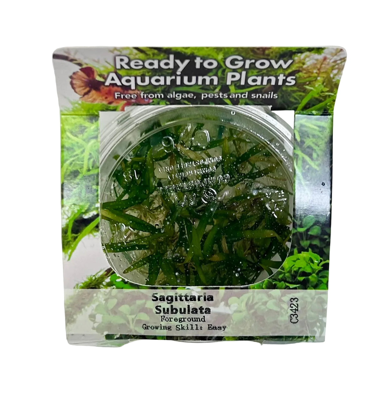 Sagittaria subulata (dwarf sag) Tissue Culture 
